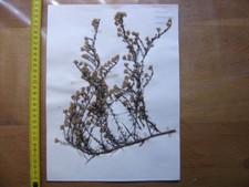 Annees 50 PLANCHE d'HERBIER du Gard Herbarium Planche Naturelle 8