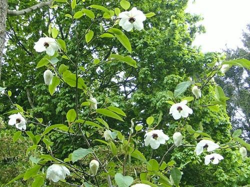 Magnolia wilsonii 5 - magnolia,
