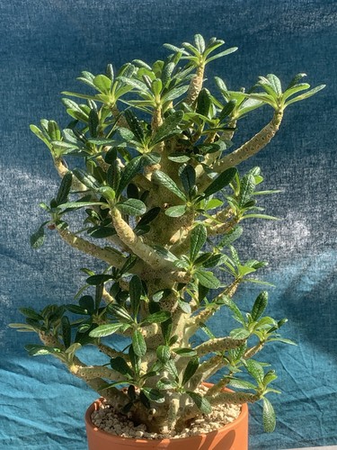 Dorstenia gigas pot - dorstenia, 15cm