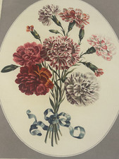 Œillets du fleuriste –