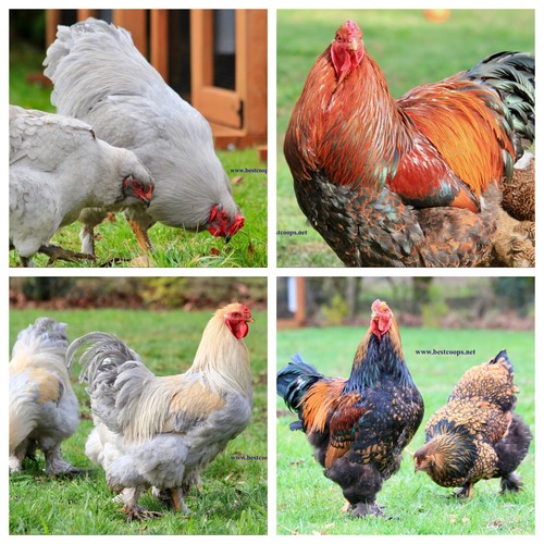 Fertile brahma chicken - 10+,