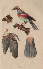 BIRD ANATOMY. Oiseaux. Parts of a bird 1833 old antique vintage print picture