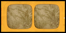 Paris, Jardin d&#039;Acclimatation, Les Plantes dans la Serre, ca.1860, stereo j