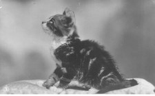 CATS AD#MK197 A HAIRY KITTEN
