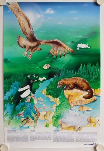 Affiche animaux flore aigle - animaux,