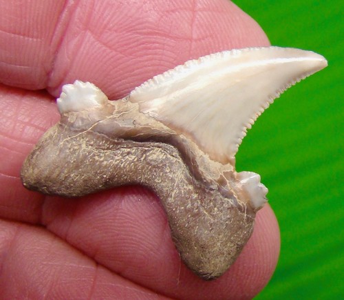 Auriculatus shark tooth real - tooth,