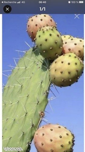 Grand plant cactus - 1,
