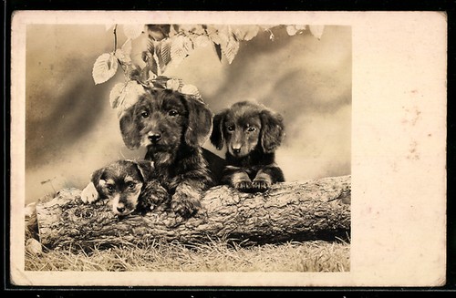 Carte postale teckel poils - postale,