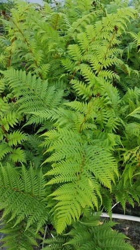 Cyathea cooperi fougère - cyathea, /