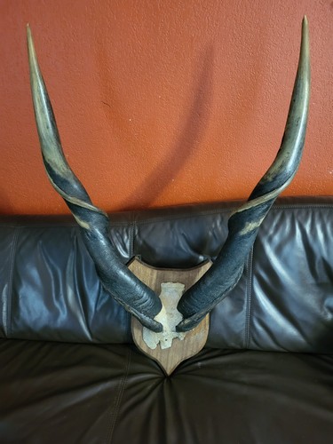 Taxidermie gand trophée elan - trophée,