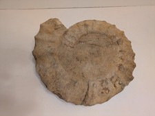 Fossile géant ammonite 42cm