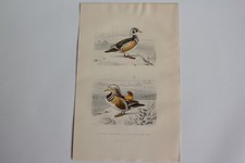 Engraving BUFFOON Duck Upscale Teal from China Birds 19th Century (65794)