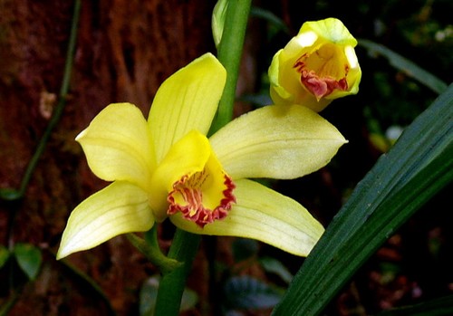 Phaius flavus orrchidée - phaius, flavus-n°4-orrchidée