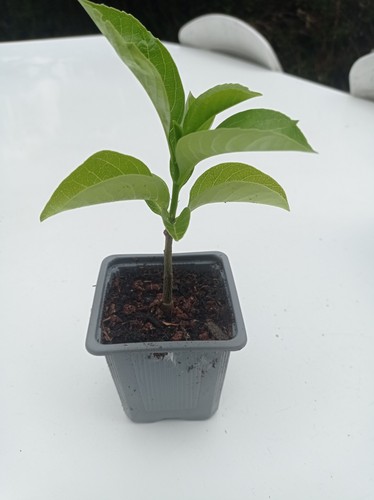 Plant baobab - de,