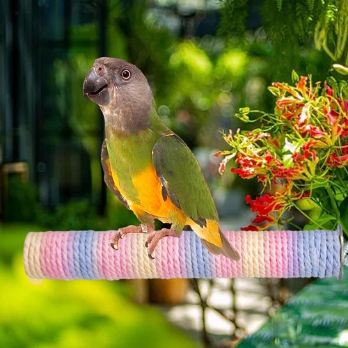 Perroquet pour animaux - , de