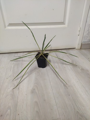 Yucca filamentosa bright - yucca, 'bright
