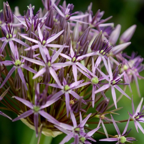 Bulbes allium giganteum - bulbes,