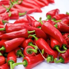 300 graines de piment Gorria