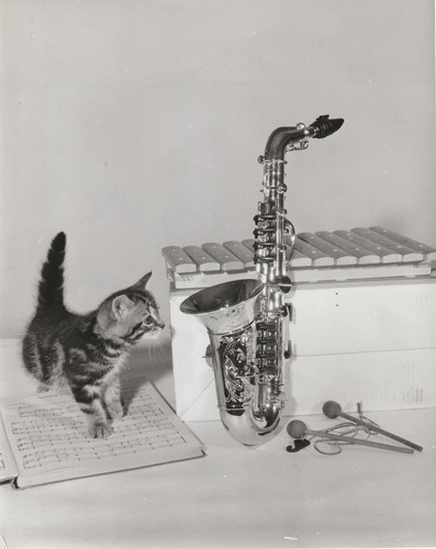Chat souris saxophone - chat,, 4