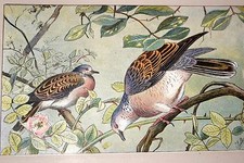 LA TOURTERELLE  MAHLER