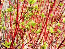 Red Dogwood Cuttings to Plant