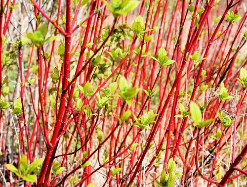 Red dogwood cuttings plant - cuttings, to