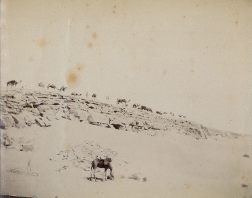 Algérie hamuda halte - halte, une