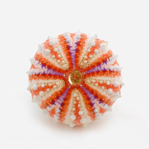 Coelopleurus maillardi test - maillardi,