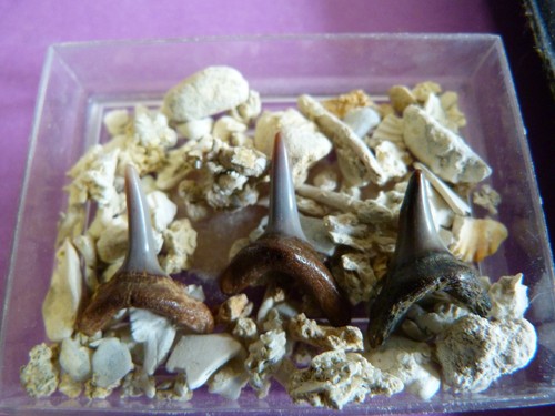 Lot dents de requin - de,