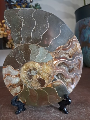 Fossile ammonite poli