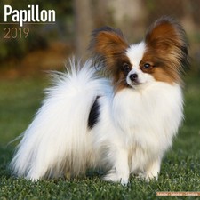 Calendrier 2019 - EPAGNEUL PAPILLON