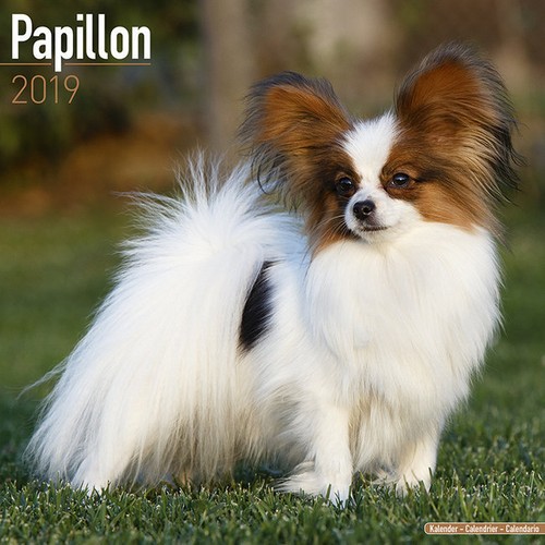 Calendrier 2019 epagneul - calendrier,