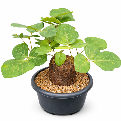 Adenia gummifera seeds - adenia,