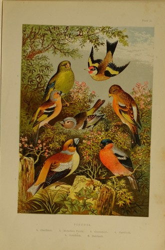 1875 britannique oiseau - 1875,