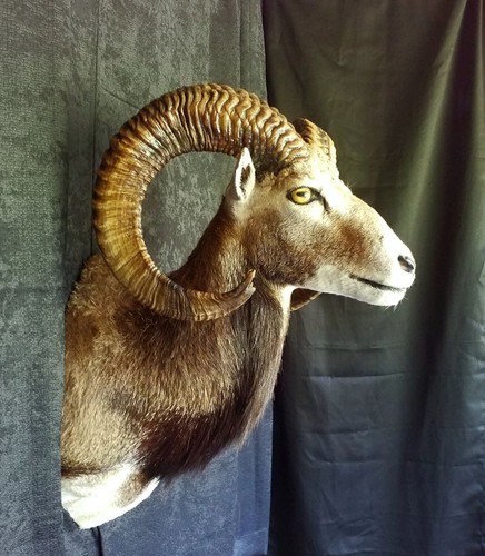 Mouflon ram mount 27 - mount, inch