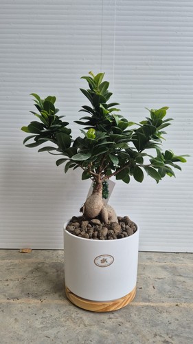 Bonsaï ficus ginseng - ficus,