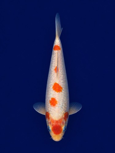 Tancho kohaku koi - 9",