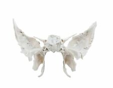 Sphenoid OS De Original Crâne