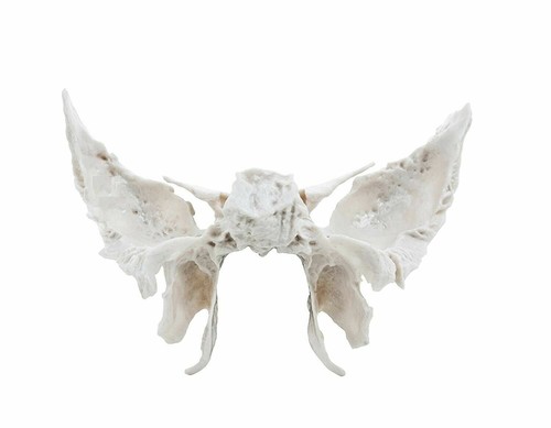 Sphenoid original crâne - sphenoid, de