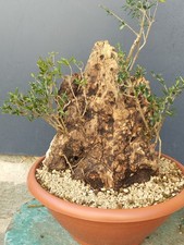 Bonsaï olivier 40 x 30 cm