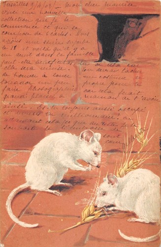 Cpa fantaisie souris - souris, blanche