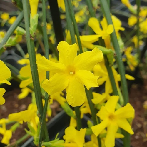 Jasmin hiver 1 - plant, de