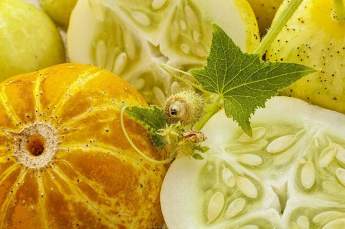 Graines concombre citron - de,