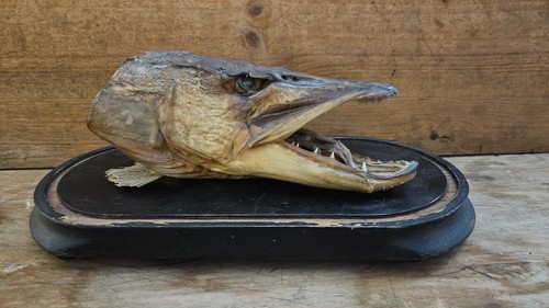 Tête brochet naturalisée - brochet, naturalisée.