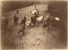 Les poules au jardin vintage albumen print.  Cir Albumen Print 12x16