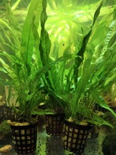 MICROSORUM PTEROPUS - FOUGERE DE JAVA - PLANTE AQUATIQUE - PLANTE AQUARIUM