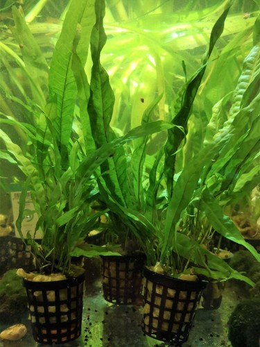 Microsorum pteropus fougere - pteropus,