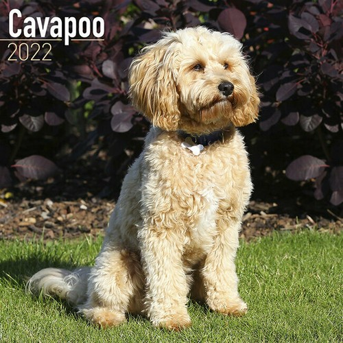 Calendrier 2022 cavalier - calendrier,