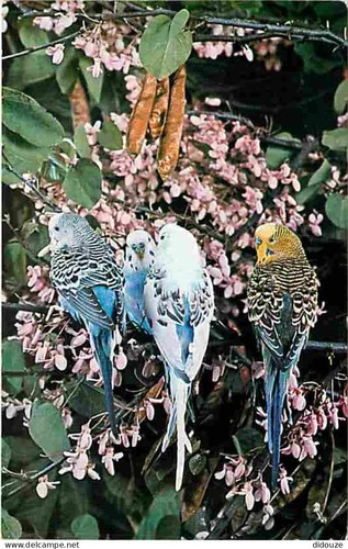 Postcard animals birds - -,
