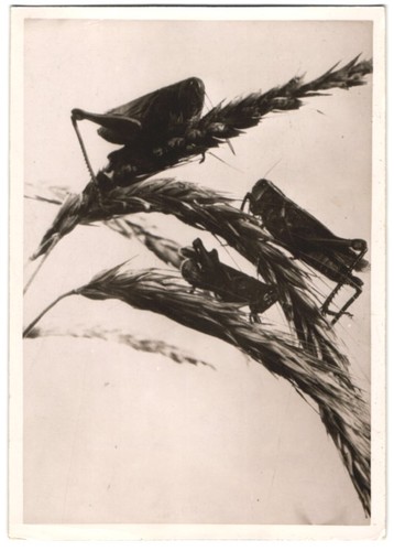 Photographie peste des - photographie,